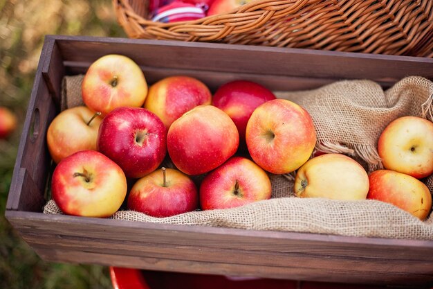 Apple harvest Ripe red apples in the basket on the green grass