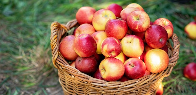 Apple harvest Ripe red apples in the basket on the green grass