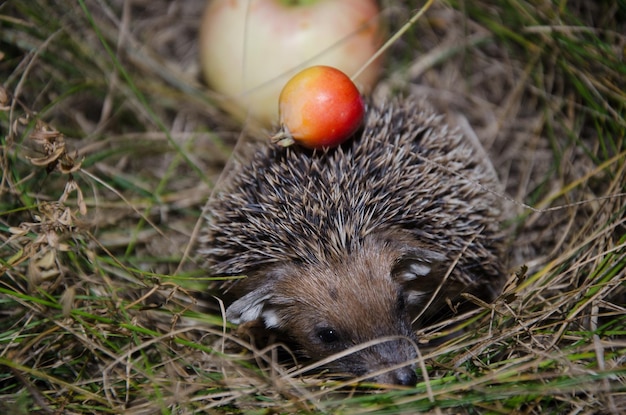 Photo an apple and a hedgehog with a small apple on needles