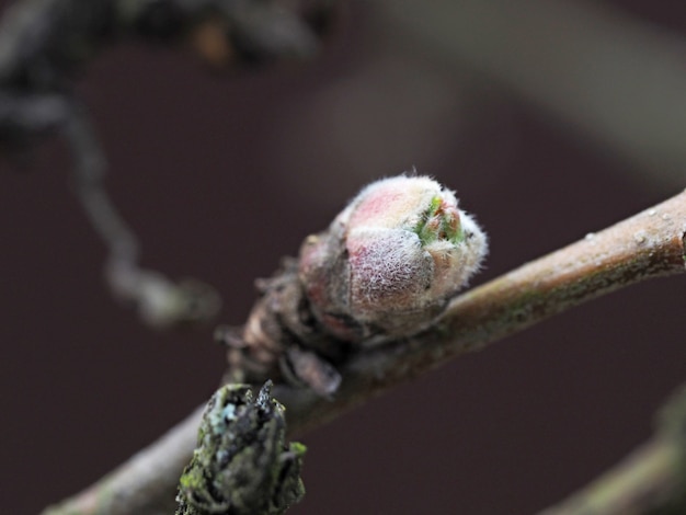 An Apple leaf blooms in early spring from a Bud on a branch. Close-up, the concept of reviving nature in spring