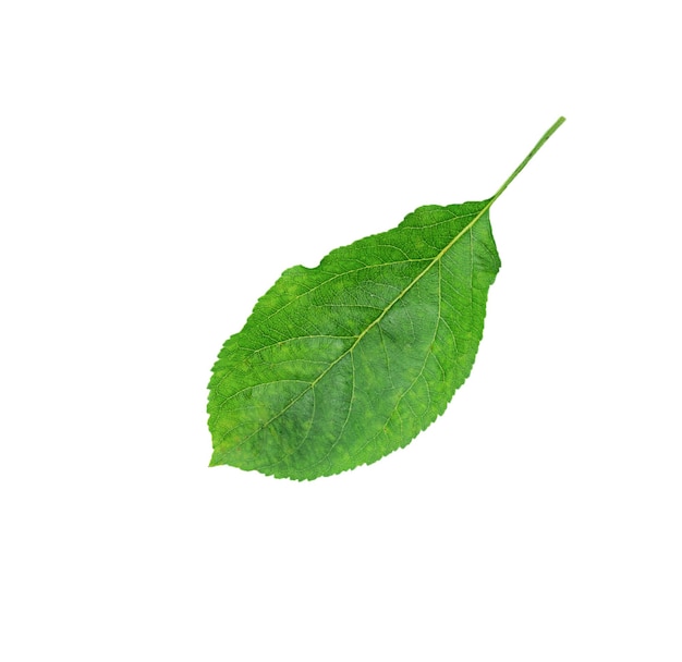 Apple leaf isolated on a white background