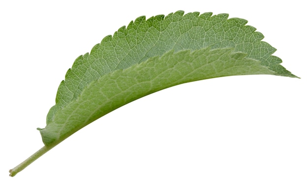 Apple leaves isolated on white