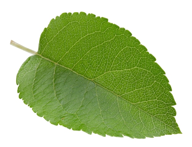 Apple leaves isolated on white