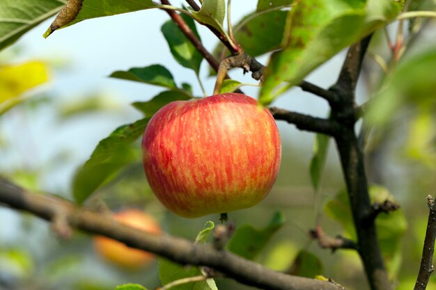 Apple op een tak