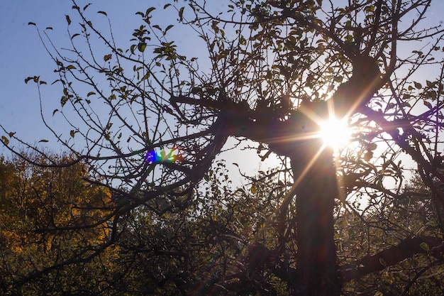 Apple orchard in autumn in the rays of the sun