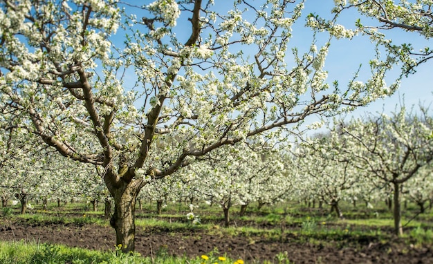 Apple orchard in bloom in spring sunny day in the plantation