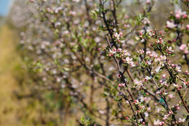Apple orchard garden in springtime with rows of trees with blossom.