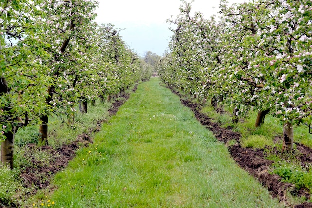 사진 봄 에 사과 과수원