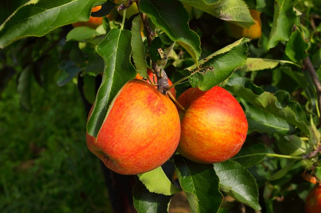 Apple orchard in summer, covered with colorful apples