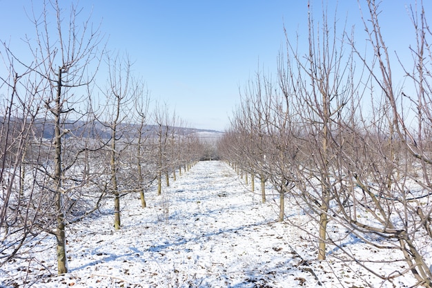 A apple orchard in the sun on a blue sky day