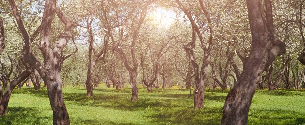 Apple orchard in the sunlight