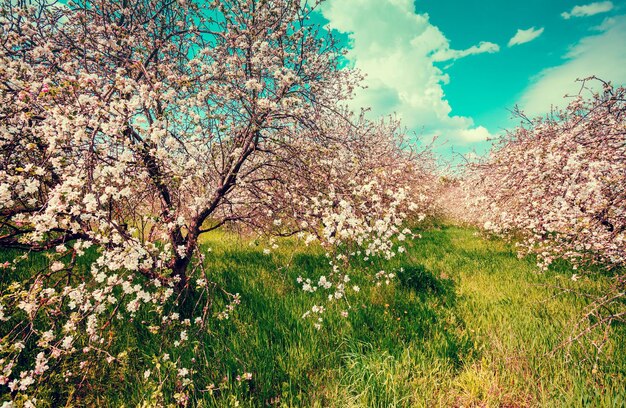 Яблоневый сад Старинные цветущие яблони Весна естественный фон