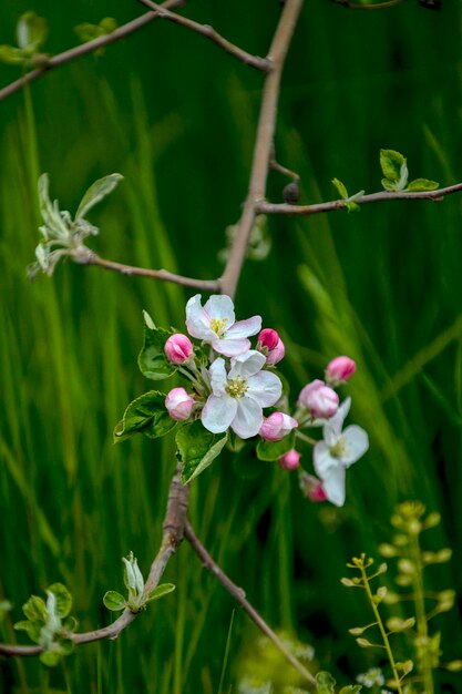 Apple orchard with blooming apple trees apple garden in sunny spring day countryside at spring season spring apple garden blossom background