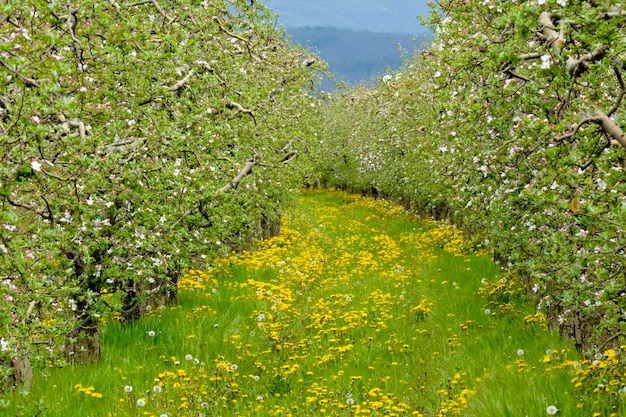 晴れた春の日のリンゴ園とリンゴの木が咲くリンゴ園 春の季節の田園地帯 春のリンゴ園の花の背景