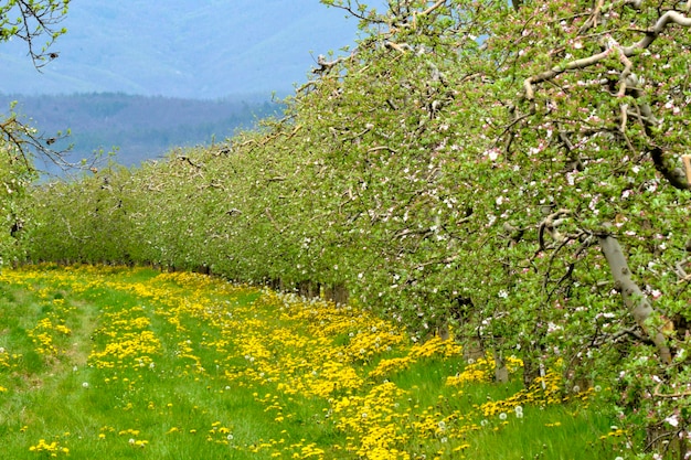 apple orchard with blooming apple trees Apple garden in sunny spring day Countryside at spring season Spring apple garden blossom background