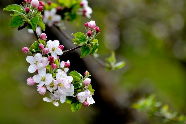 apple orchard with blooming apple trees Apple garden in sunny spring day Countryside at spring season Spring apple garden blossom background