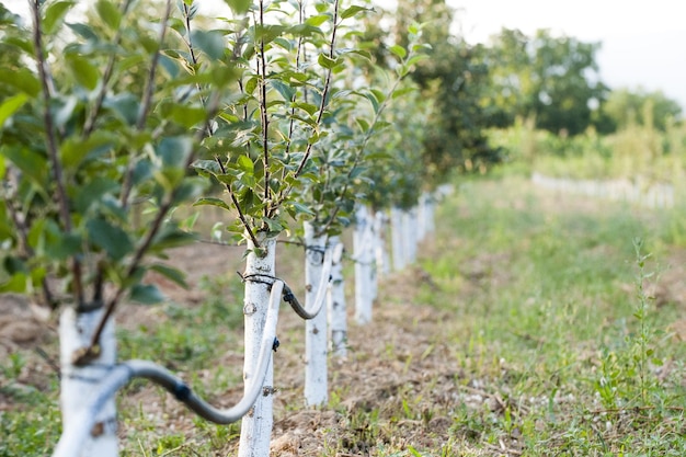 Apple orchard with grafted trees protected with bordeaux mixture