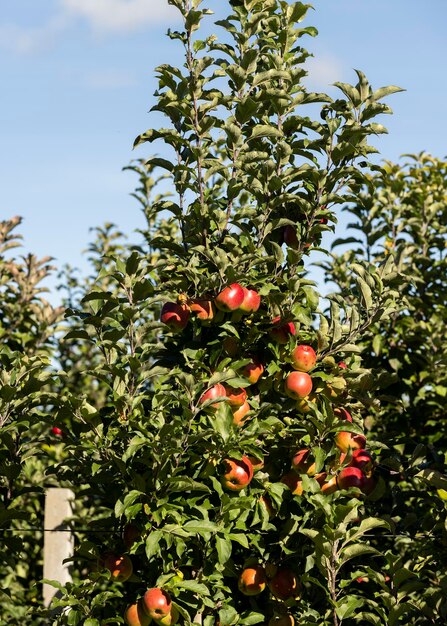나뭇가지에 붉게 익은 사과가 있는 사과 과수원