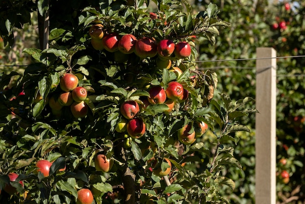 Apple orchard with red ripe apples on branches