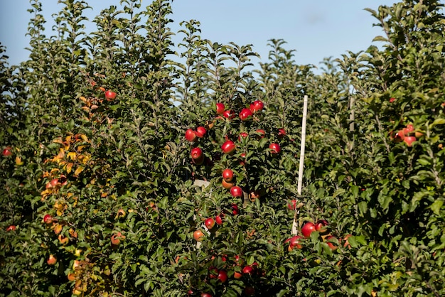 Apple orchard with red ripe apples on branches