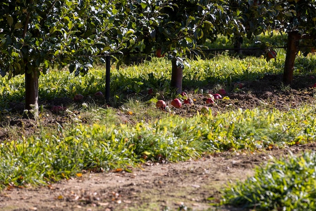 apple orchard with red ripe apples fallen on the grass