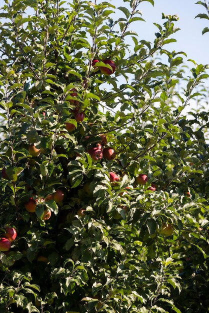 Apple orchard with red ripe apples hanging on branches