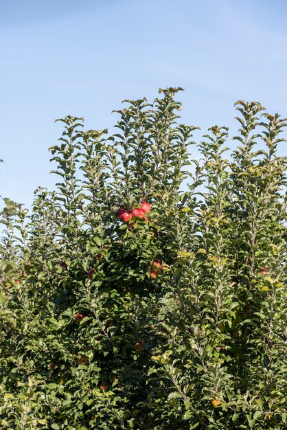 Apple orchard with red ripe apples hanging on branches