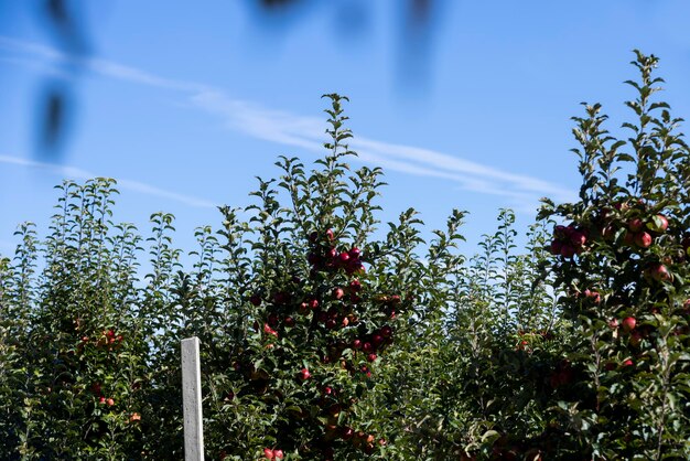 Apple orchard with red ripe apples hanging on branches