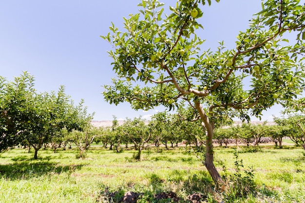 Apple orchard with view of buttes.