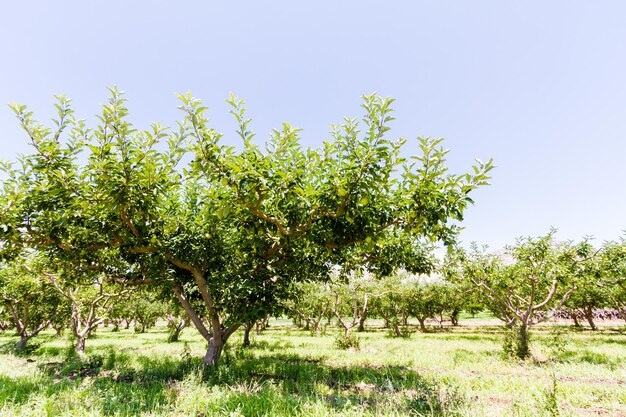 Apple orchard with view of buttes.