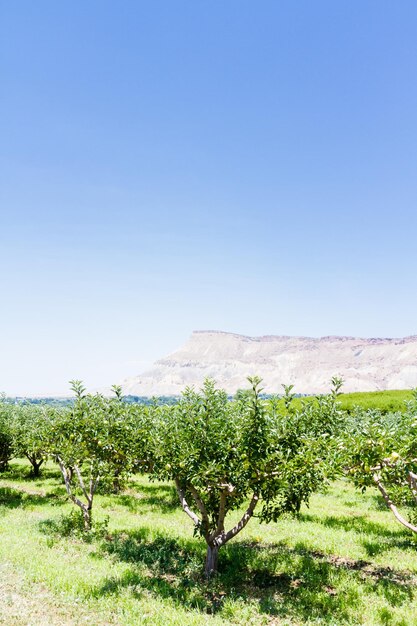 Apple orchard with view of buttes.