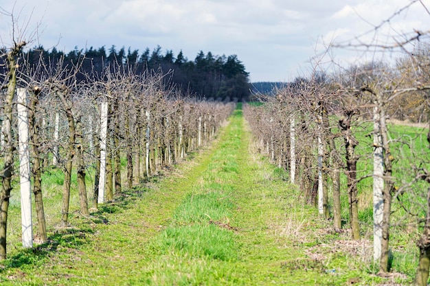 Apple orchard