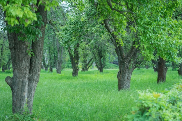 사과 과수원