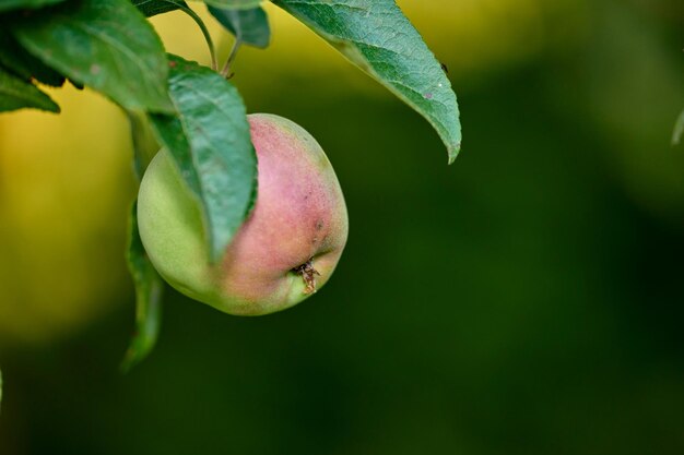 An apple per day keeps the doctor away apple-picking has never looked so enticing - a really healthy and tempting treat