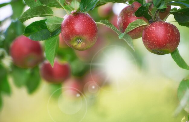 Fresh Red Apples Growing Tree Harvest Sustainable Farm Sunny Day Stock  Photo by ©PeopleImages.com 585441600