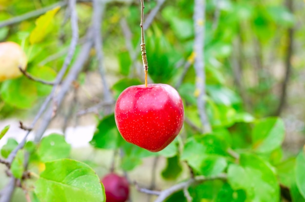 Apple red hanging from tree branch