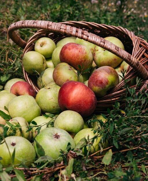 Photo apple saved a basket of apples is lying on the grass