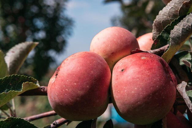 Apple saved Red apples grow on the branch of an Apple tree The tree is strewn with delicious