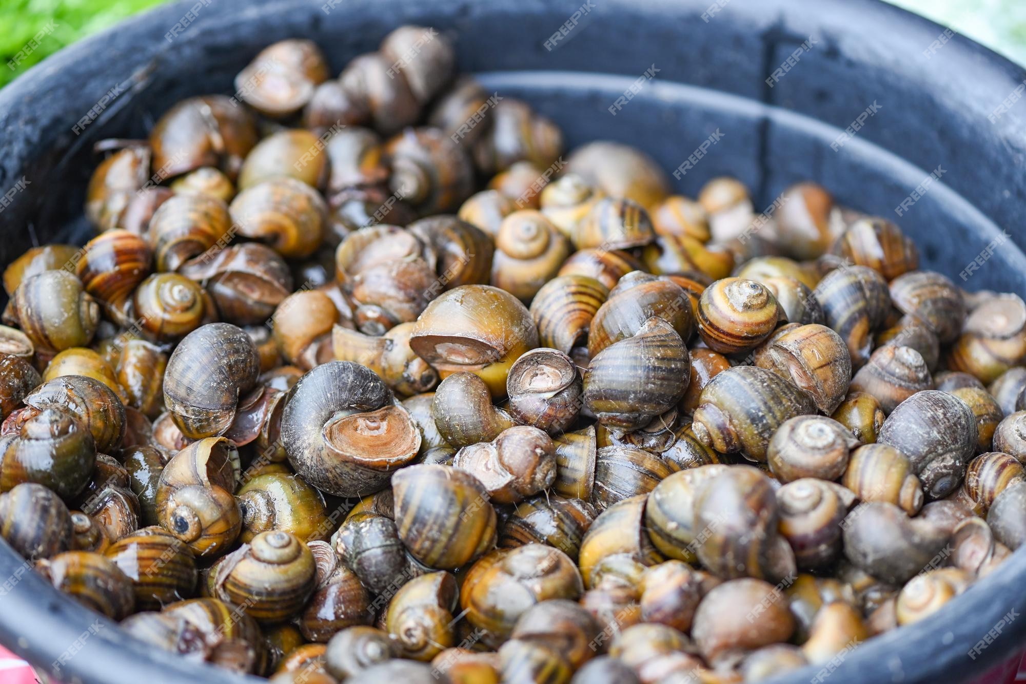 vendedor celos rock Premium Photo | Apple snail freshwater snail river from nature field for  food cooked thai local food pila ampullacea shellfish