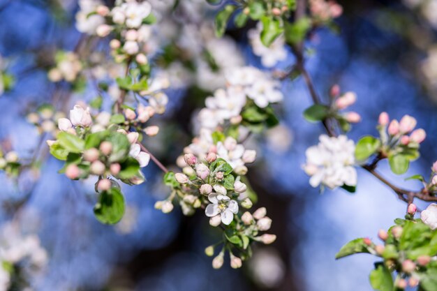 Apple spring blossom branch with white flowers