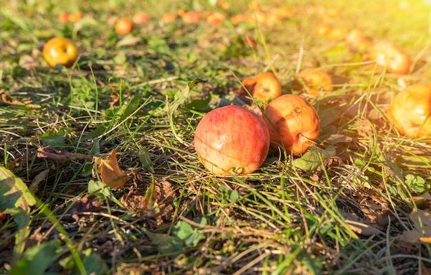 An Apple that fell on the grass. Autumn Apple harvest