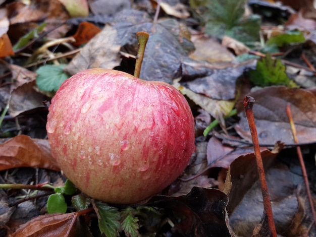 雨に触れたリンゴ