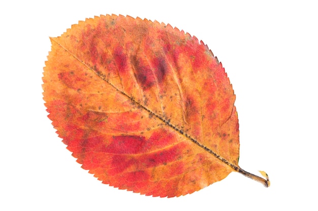 Apple tree autumn leaf on white background