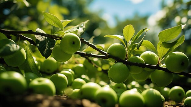 Premium AI Image | Apple tree bearing fruit from below in a green