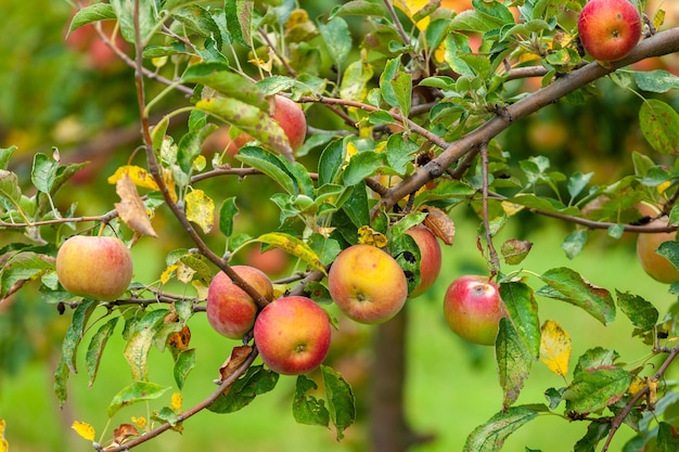 Apple tree before harvest, Agricultural area. Alaverdi, Kakheti