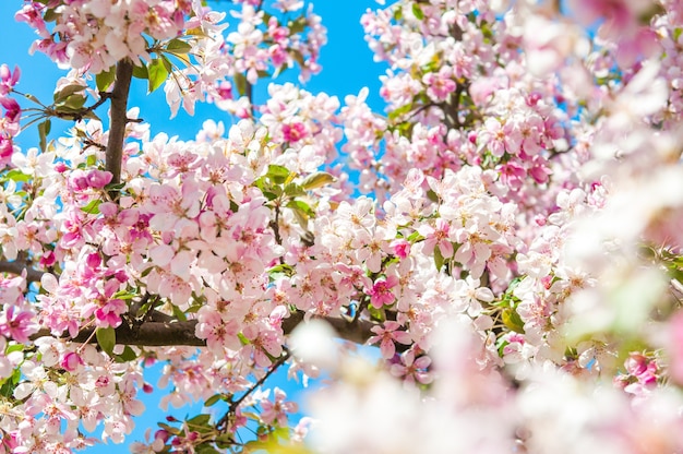 リンゴの木が咲いています。ピンクの花の背景。