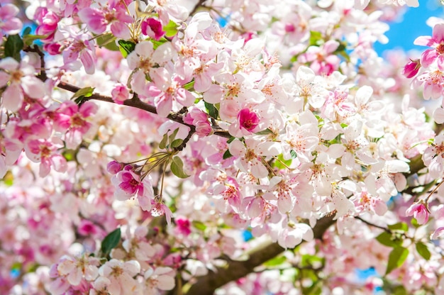 咲くリンゴの木ピンクの花の背景