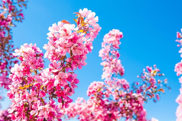 Apple tree in bloom pink floral background