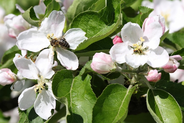 写真 春の蜂にリンゴの木が咲く