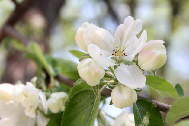 Apple tree blooms in spring white flowers